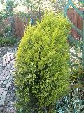 Monterey Cypress, Lemon Cedar / Cupressus macrocarpa 